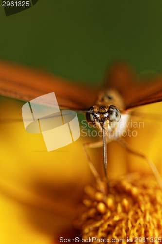 Image of Orange butterfly