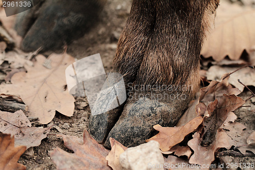 Image of Deer hoof