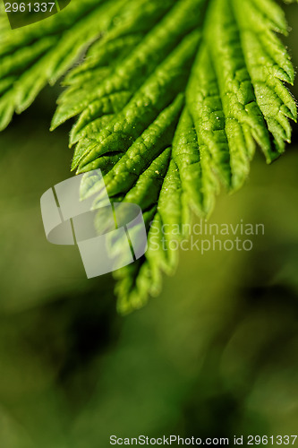 Image of Hairy leaves