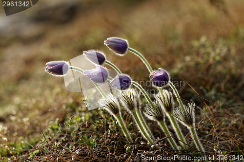 Image of Purple anemone