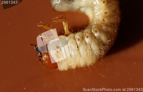 Image of May beetle larvae - Melolontha melolontha