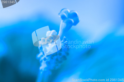 Image of Blue pistil