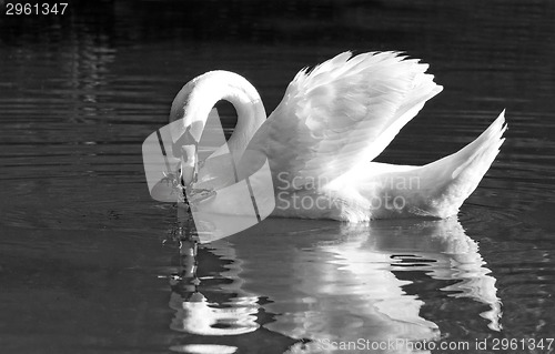 Image of Beautiful swan 
