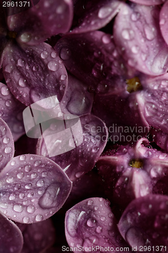 Image of Purple lilac