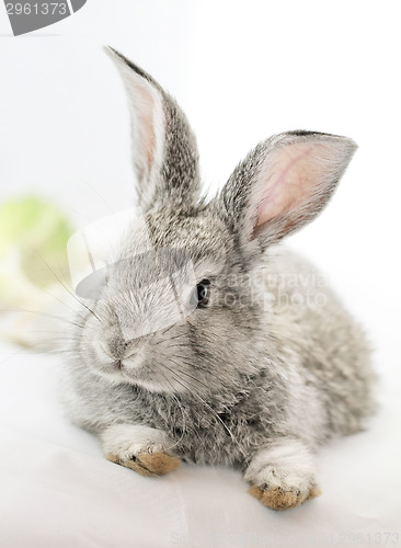 Image of Gray rabbit