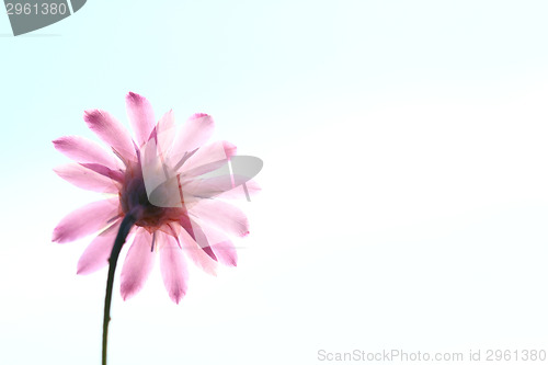 Image of Beautiful flower