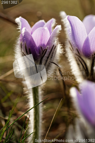 Image of Purple anemone