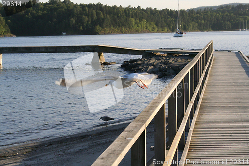 Image of seagul