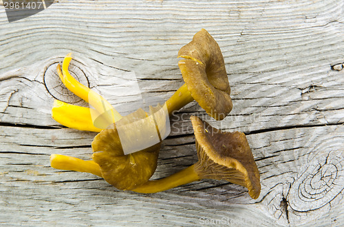 Image of Fresh raw yellowfoot mushrooms