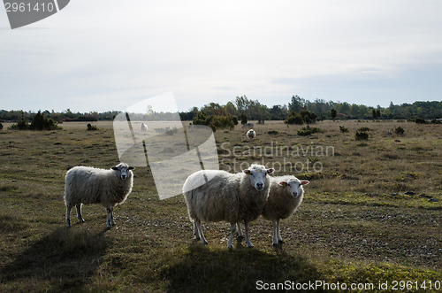 Image of Curious sheeps