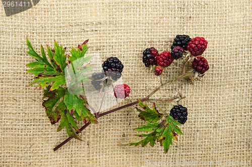 Image of Blackberries at a twig