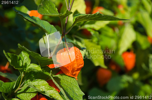 Image of Japanese lantern plant