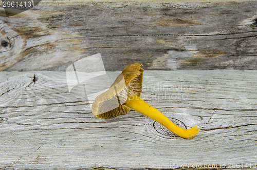 Image of One yellowfoot mushroom