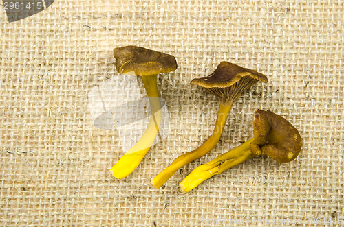 Image of Bunch of harvested yellowfoot mushrooms