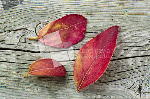 Image of Red colored leaves at autumn