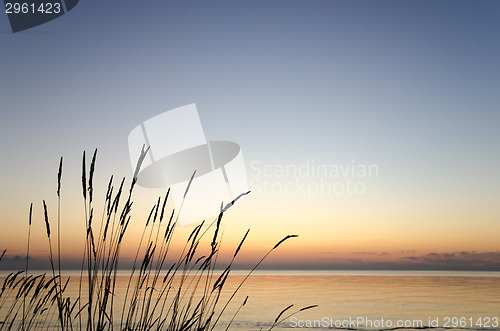 Image of Straw silhouettes at sunset