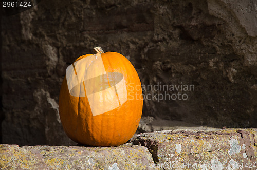 Image of Single fresh pumpkin