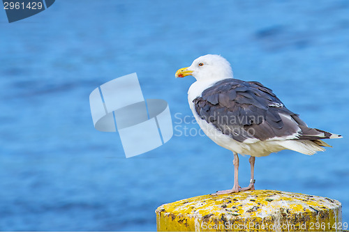 Image of Great Black-backed gull Larus fuscus L.