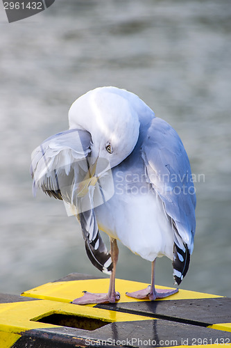 Image of Herring gull, Larus argenataus Pontoppidan