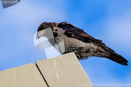 Image of hooded crow ,Corvus corone cornix L.