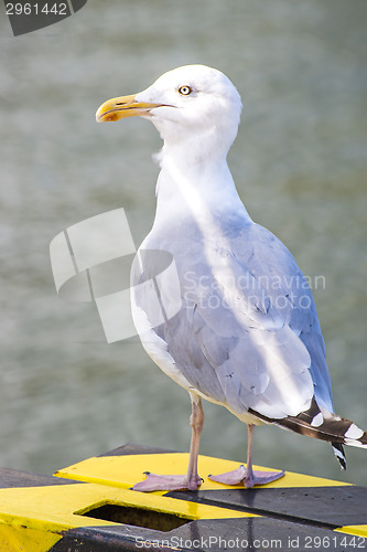 Image of Herring gull, Larus argenataus Pontoppidan