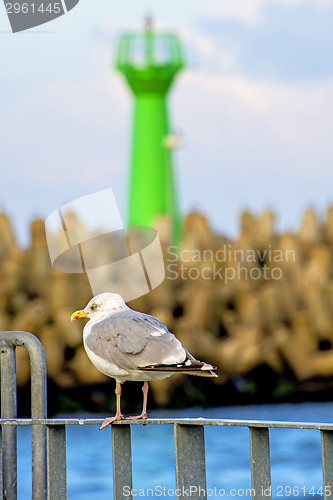 Image of Herring gull; Larus argenataus Pontoppidan