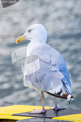 Image of Herring gull, Larus argenataus Pontoppidan