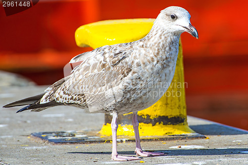 Image of Herring gull, Larus fuscus L. immat.