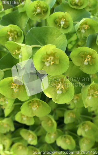 Image of green flower closeup