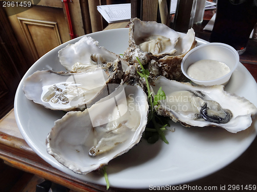 Image of oysters on plate