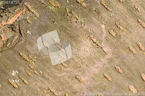Image of cracked wooden board