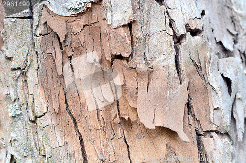 Image of Old wood texture, wooden background