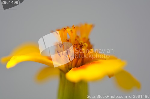 Image of Close up of yellow flower