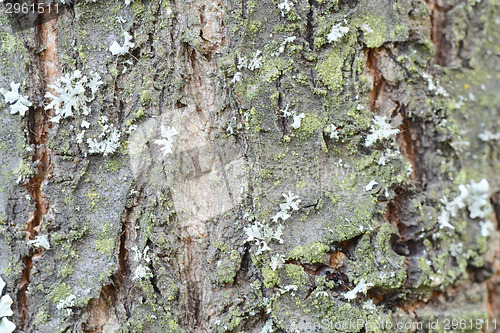 Image of Texture of bark  in the natural park