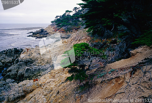 Image of Point Lobos