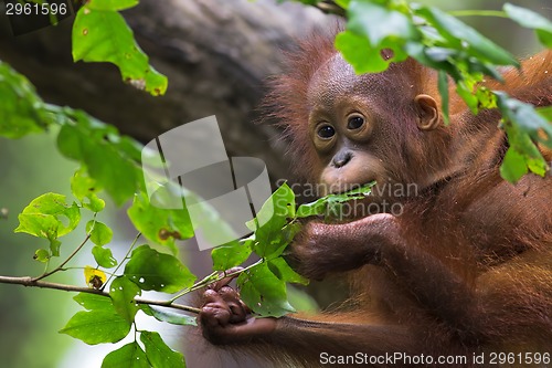 Image of Borneo Orangutan