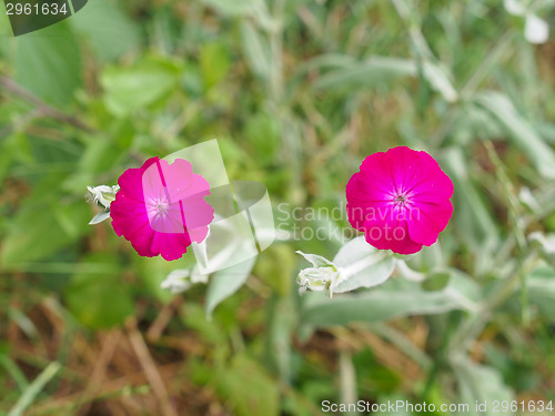 Image of Violet flower