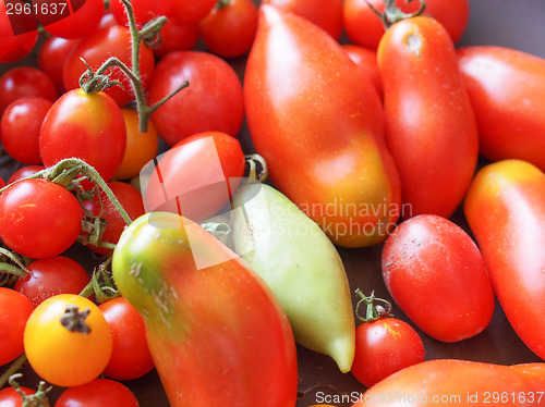 Image of Tomato vegetable