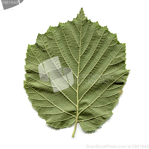 Image of Hazel tree leaf