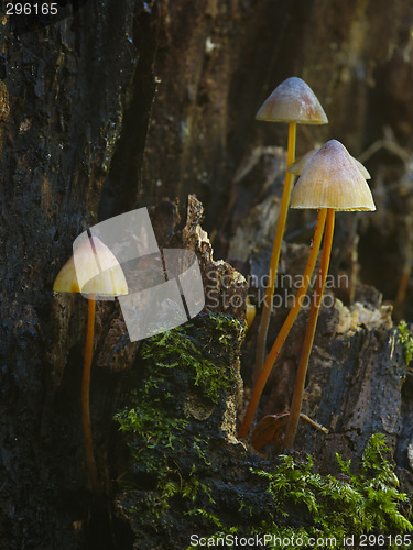 Image of mushrooms