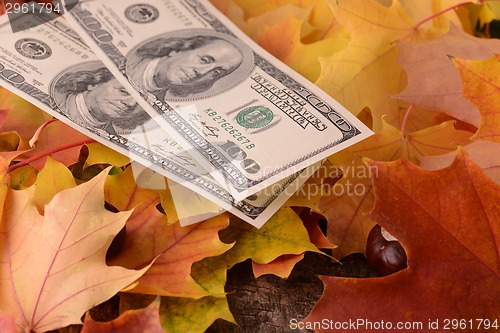 Image of Close up macro detail of dollars money banknotes