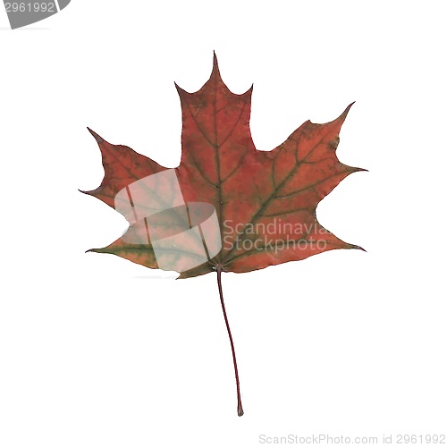 Image of autumn leaf