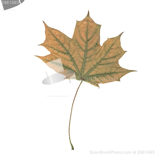 Image of one autunm leaf