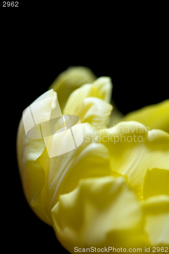Image of Yellow tulip petals