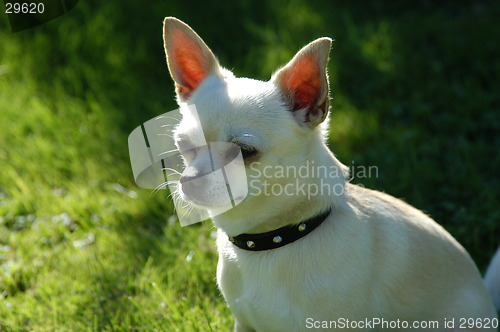 Image of Chihuahua