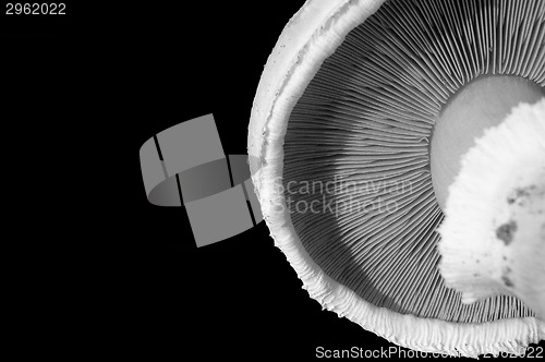 Image of Closeup of the underside of a mushroom cap