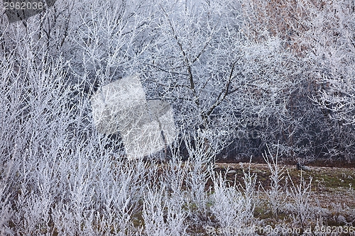 Image of Winter tree