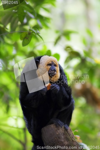 Image of White-faced Saki Monkey