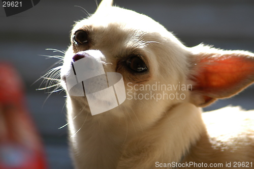 Image of Chihuahua