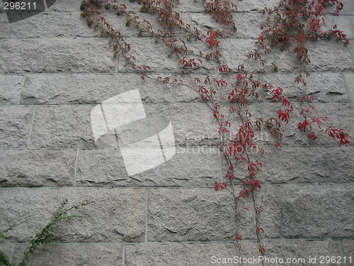 Image of Flowers on old wall